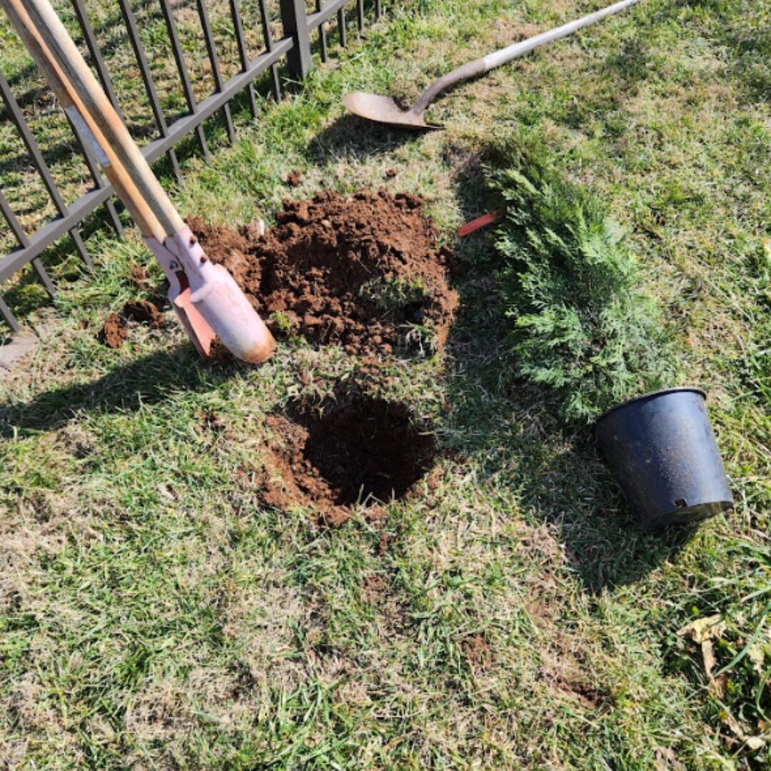 Specimen tree installation by Kaizenscapes in Cherokee County Georgia