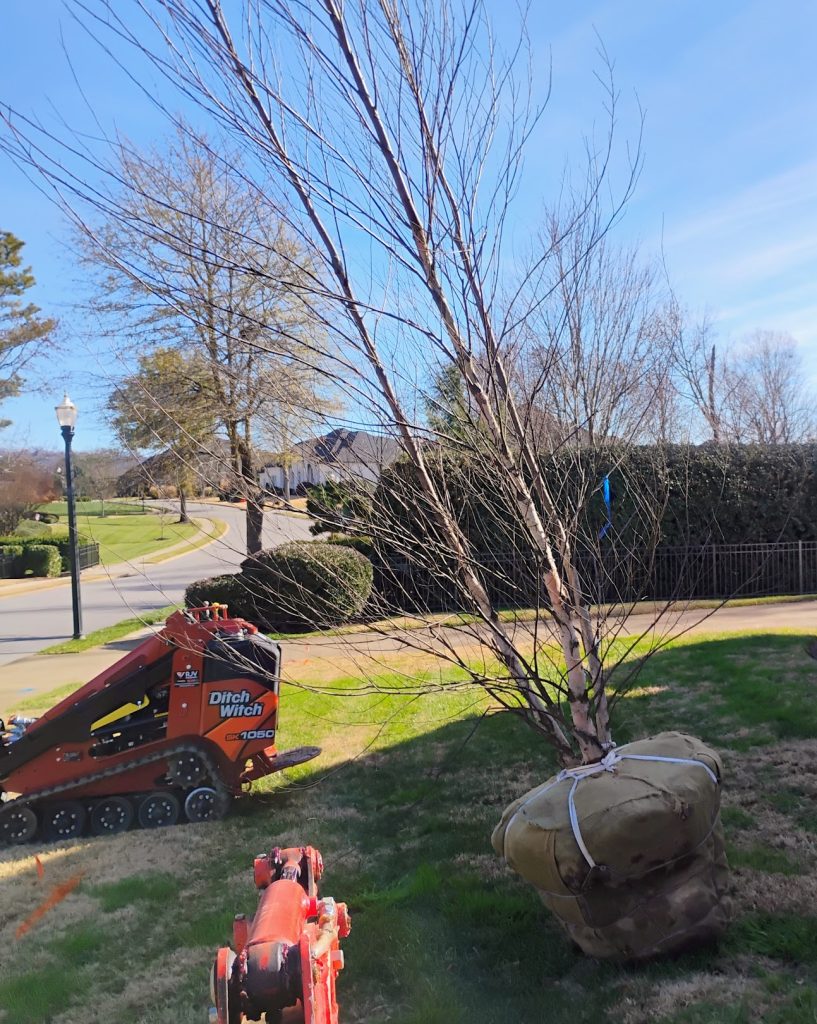 Professional tree removal near hardscape by Kaizenscapes North Georgia